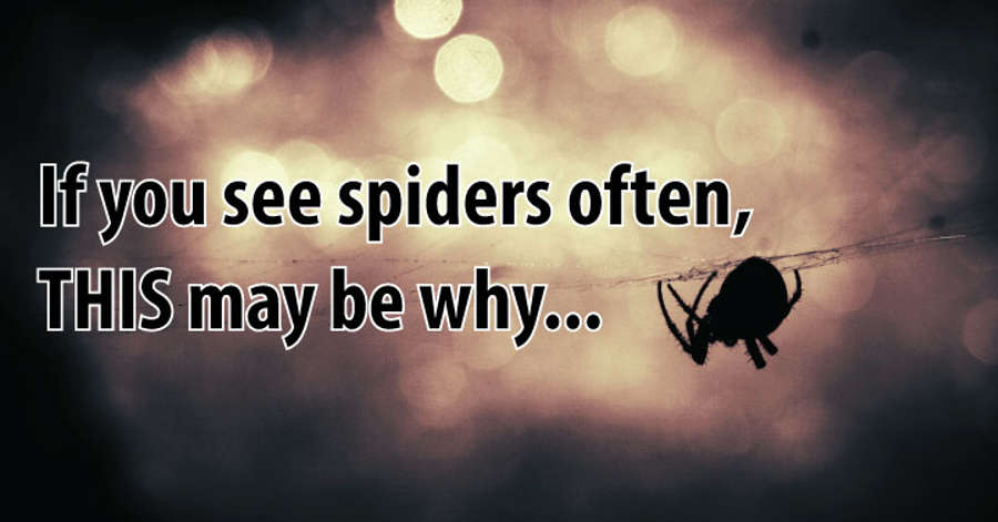 If You Are Seeing Spiders All The Time, This Is What It Means