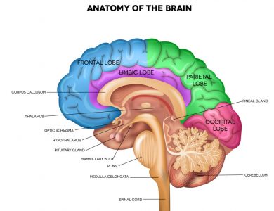 man-missing-most-of-his-brain-challenges-everything-we-thought-we-knew-about-consciousness-3