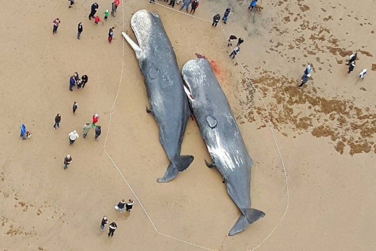 Sperm Whales Found Dead In Germany, Stomachs FULL Of Plastic And Car Parts