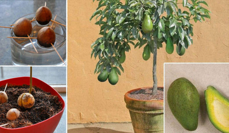 stop-buying-avocados-heres-how-to-grow-an-avocado-tree-in-a-small-pot-at-home
