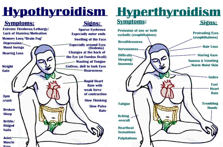 thyroid