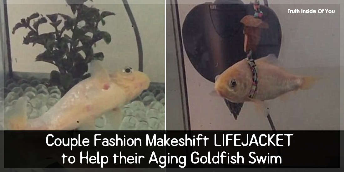 Couple Fashion Makeshift LIFEJACKET to Help their Aging Goldfish Swim