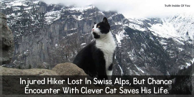 Injured Hiker Lost In Swiss Alps, But Chance Encounter With Clever Cat Saves His Life