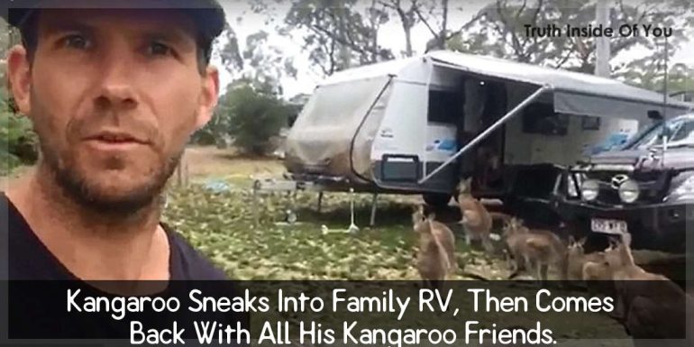 kangaroo-sneaks-into-family-rv-then-comes-back-with-all-his-kangaroo-friends