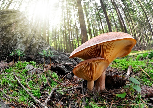 medicinal mushrooms-ancient-knowledge-modern-healing-reishi1