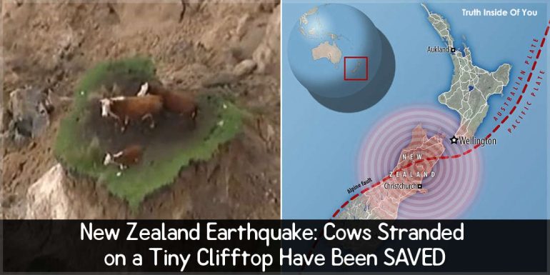 New Zealand Earthquake: Cows Stranded on a Tiny Clifftop Have Been SAVED