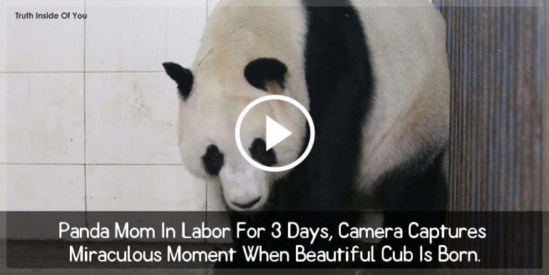 Panda Mom In Labor For 3 Days, Camera Captures Miraculous Moment When Beautiful Cub Is Born.
