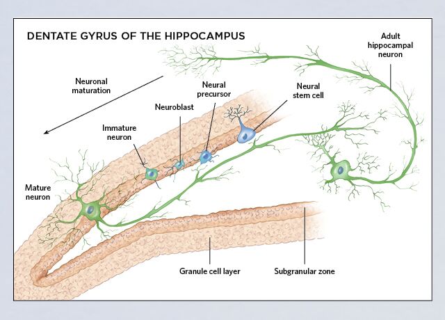 Dentate Gyrus of the hippocampus