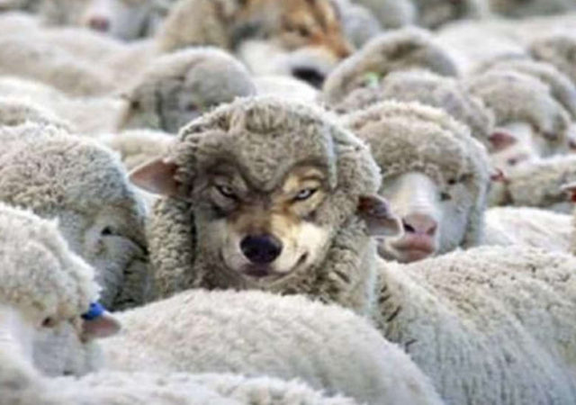 Some Ways to Identify a Wolf in Sheep's Clothing