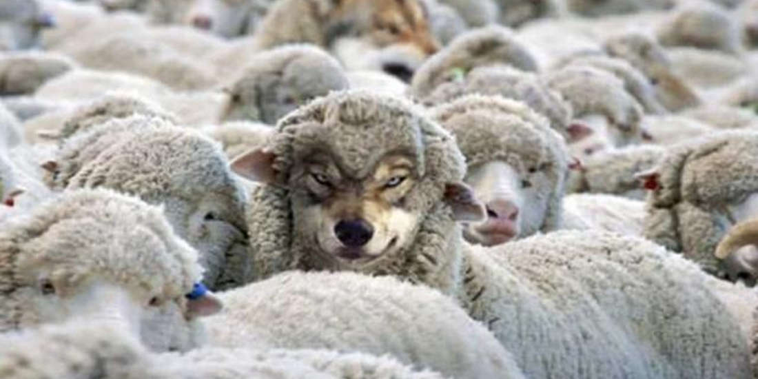 Some Ways to Identify a Wolf in Sheep's Clothing
