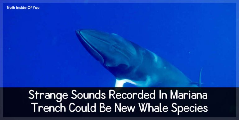 Strange Sounds Recorded In Mariana Trench Could Be New Whale Species