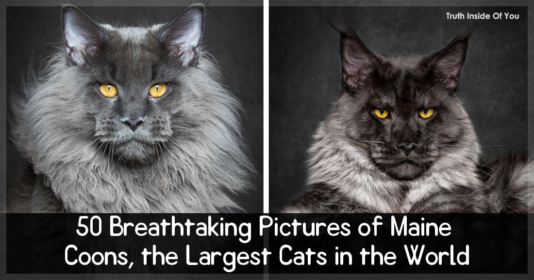 50 Breathtaking Pictures of Maine Coons, the Largest Cats in the World