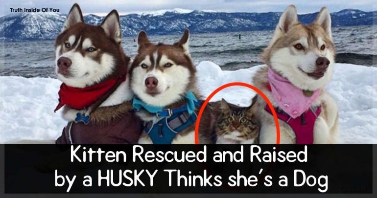 Kitten Rescued and Raised by a HUSKY Thinks she's a Dog