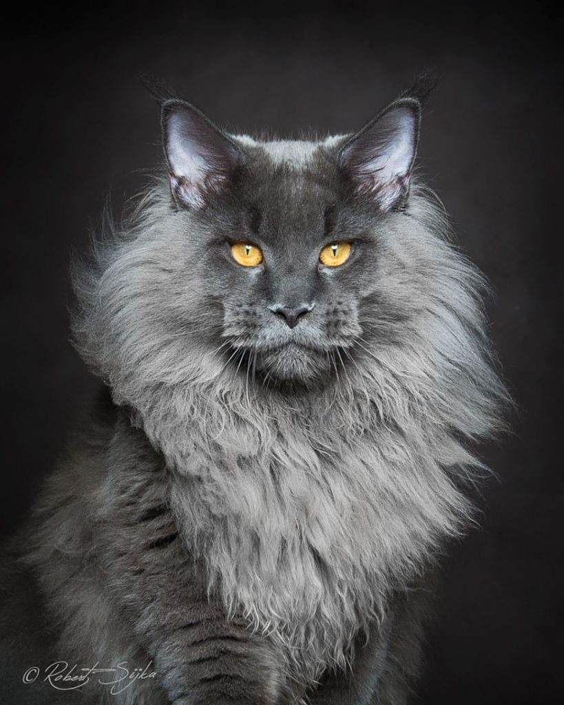 Maine Coons