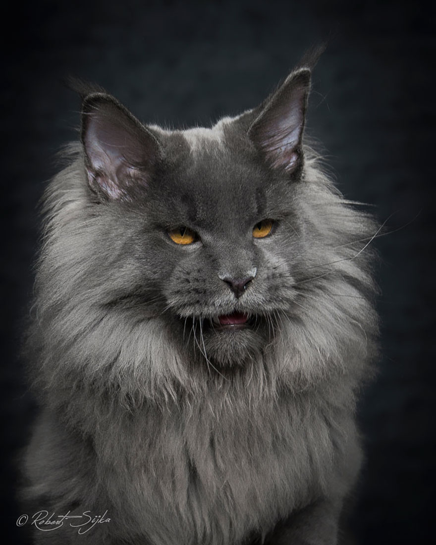 50 Breathtaking Pictures of Maine Coons, the Largest Cats in the World