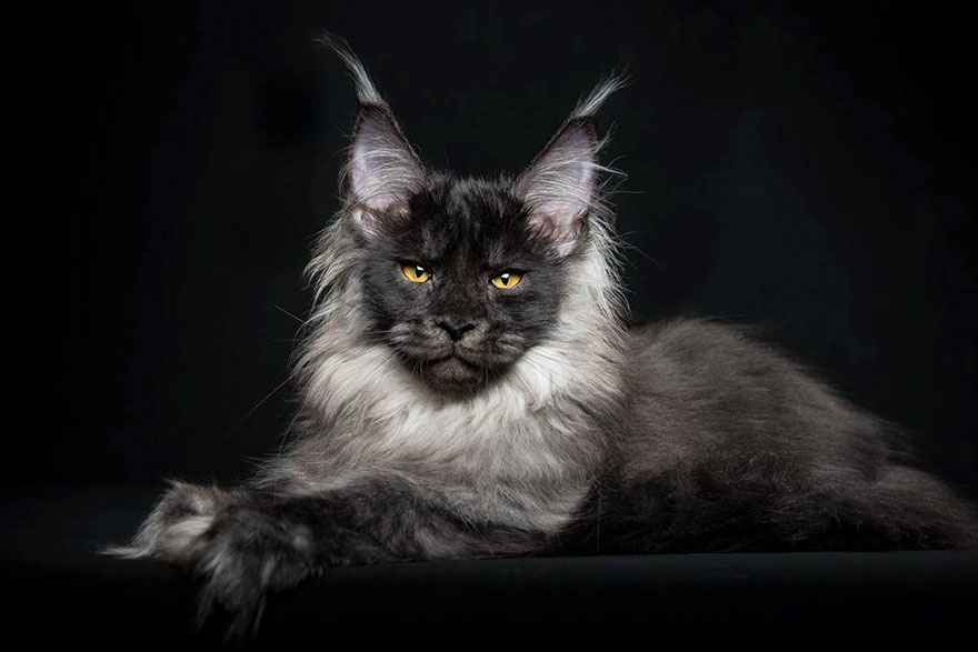 50 Breathtaking Pictures of Maine Coons, the Largest Cats in the World