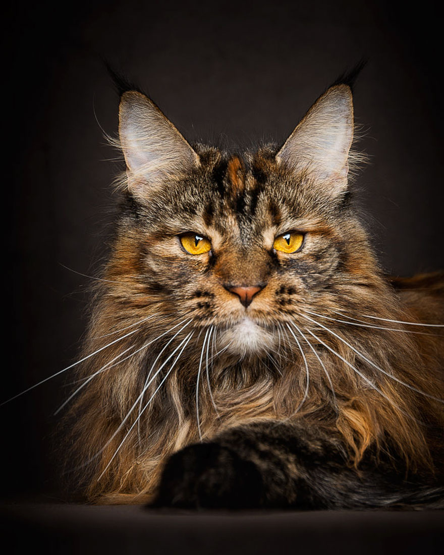 50 Breathtaking Pictures of Maine Coons, the Largest Cats in the World