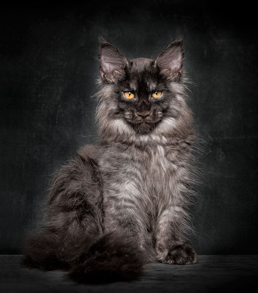 50 Breathtaking Pictures of Maine Coons, the Largest Cats in the World