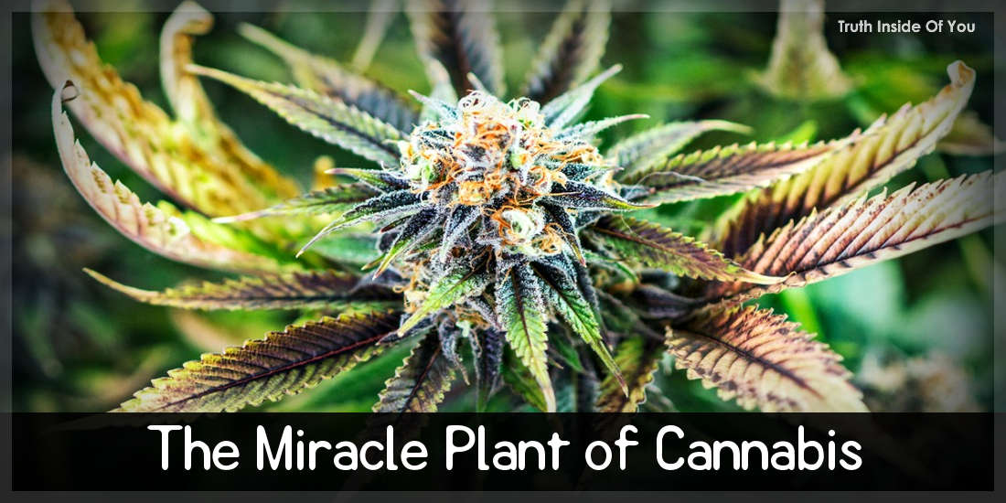 The Miracle Plant of Cannabis