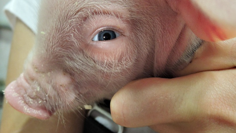 The first human-pig hybrid has been successfully created.