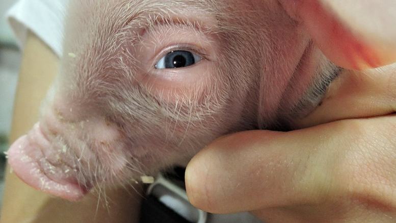 The first human-pig hybrid has been successfully created.