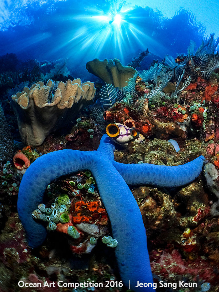 Τhese Beautiful Underwater Photographies Will Make You Want to Be a Diver.