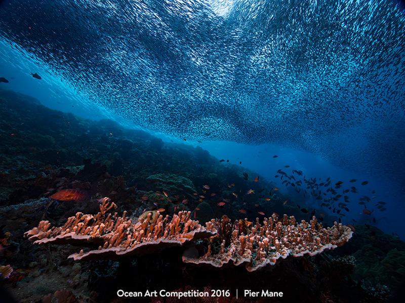 Τhese Beautiful Underwater Photographies Will Make You Want to Be a Diver.16