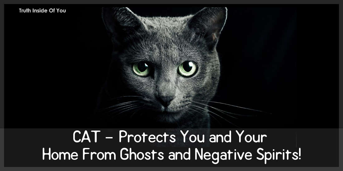 CAT – Protects You and Your Home From Ghosts and Negative Spirits!