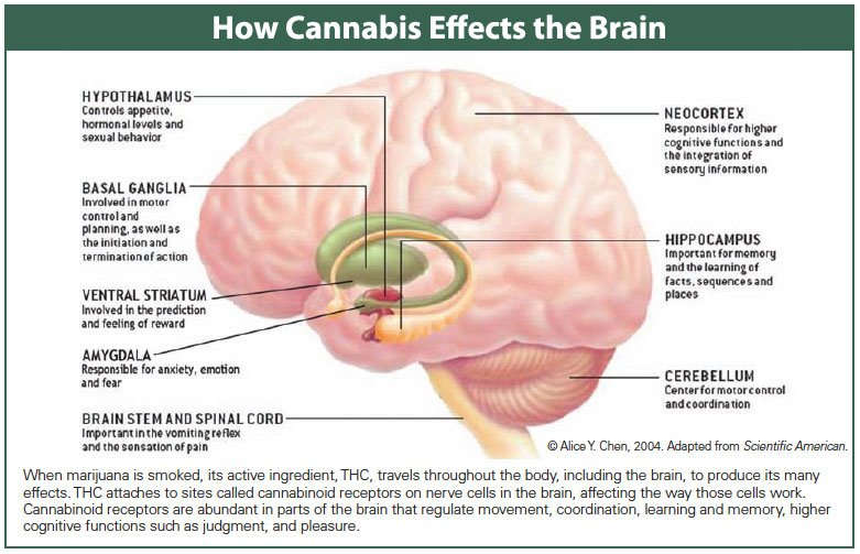 How Cannabis Effects the Brain.