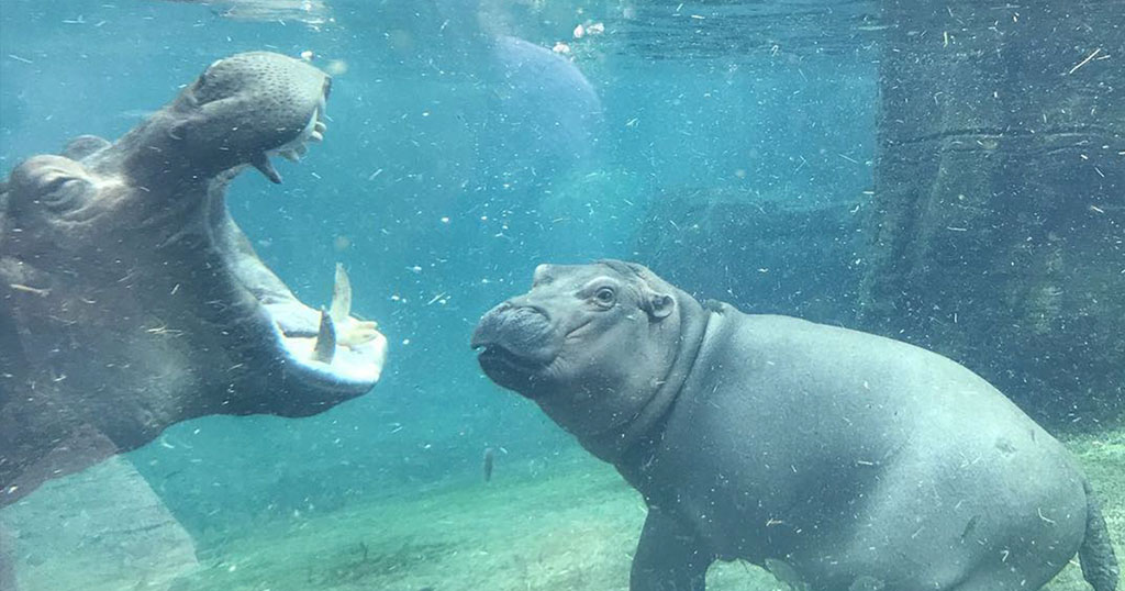 Baby Hippo Fiona