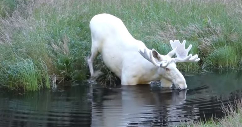 rare white moose