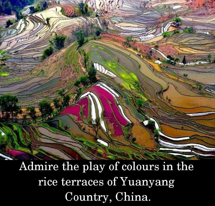 Admire the play of colours in the rice terraces of Yuanyang Country, China.