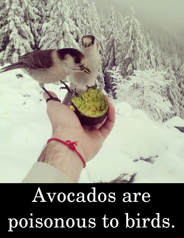 Avocados are poisonous to birds.