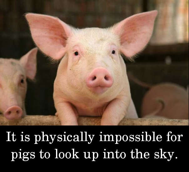 It is physically impossible for pigs to look up into the sky.