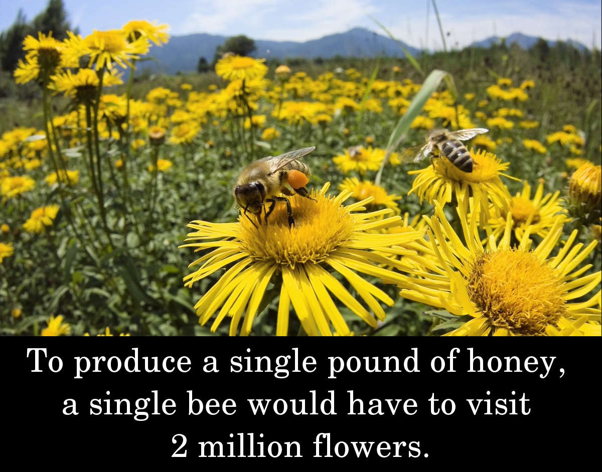 To produce a single pound of honey, a single bee would have to visit 2 million flowers.