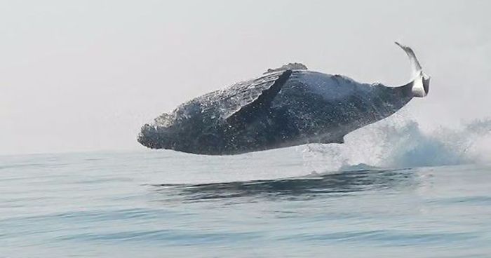Humpback