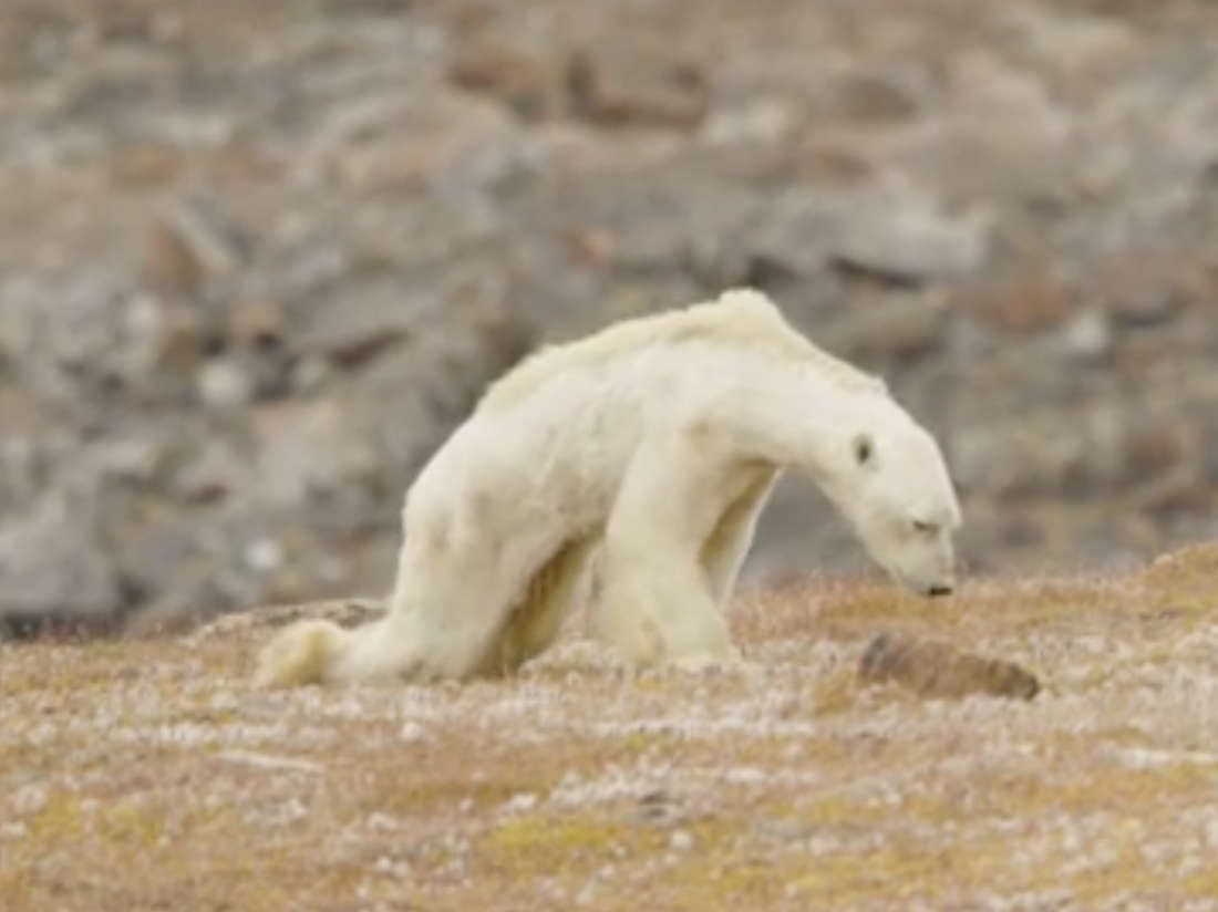 Climate change is driving polar bears to near extinction: Photographer Paul Nicklen and filmmakers from Sea Legacy have captured a heartbreaking visual of what this actually looks like.