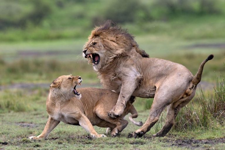 Love has arguments of Pierluigi Rizzato