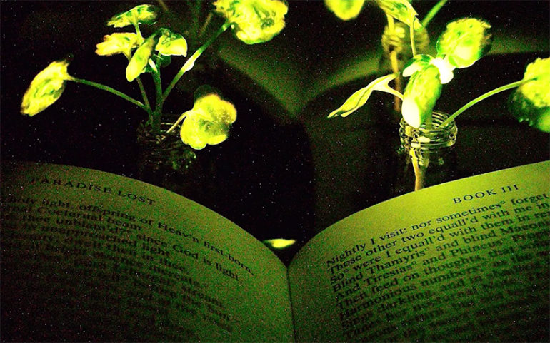MIT Engineers Create Glowing Plants to Replace Electrical Lamps.