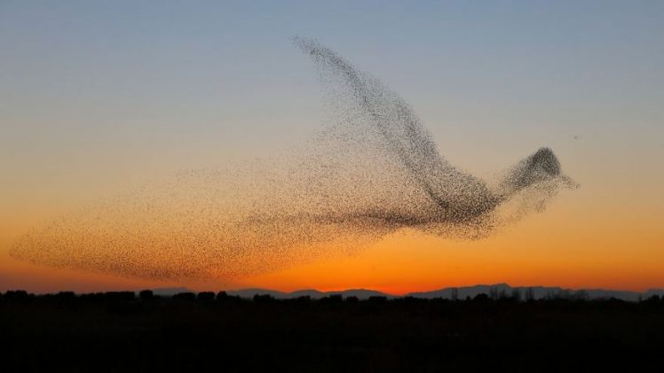 Murmuration