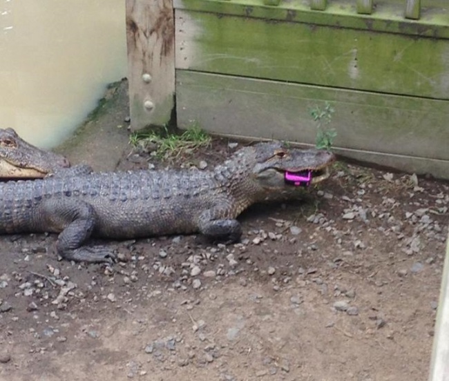 1. Imagine a fun day at the zoo. Imagine your phone falling down in the alligator pen. Not so fun anymore.