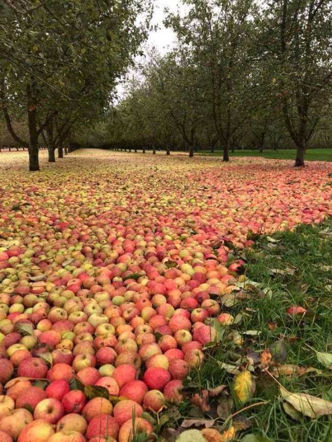 1. Hurricane Ophelia flooded a meadow with apples in Ireland. Sweet Irony.