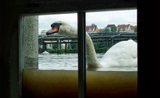 12. Ireland is a weird country. A light drizzle and you have ducks in your bedroom.