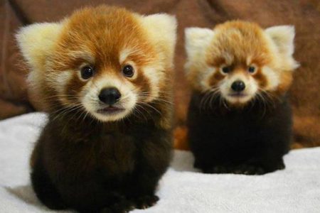 12. Red Panda