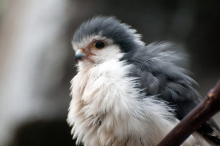 13. Baby Falcon