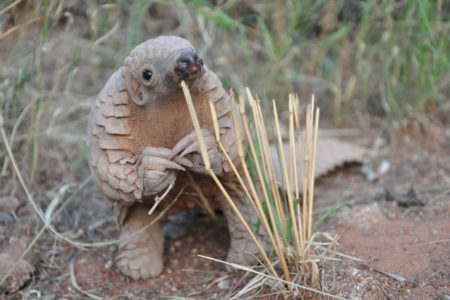 14. Baby Pangolin