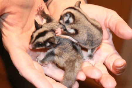 17. Sugar Glider