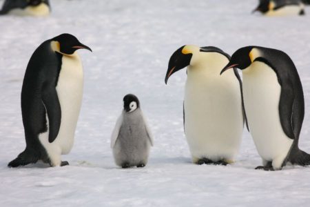 18. Baby Emperor Penguin