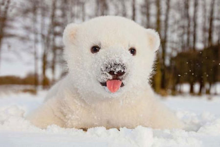 2. Polar Bear