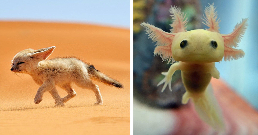 20 Beautiful Baby Animals You’ve Probably Never Seen